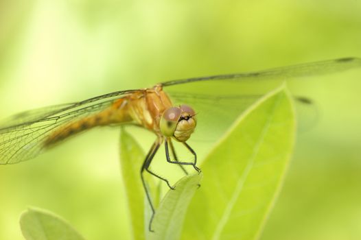 Female Yellow-legged Meadowhawk perched on a plant leaf.