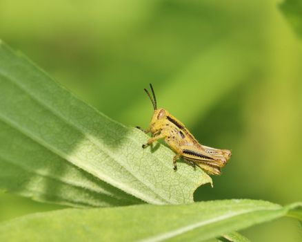 A grasshopper perched on a plant leaf.