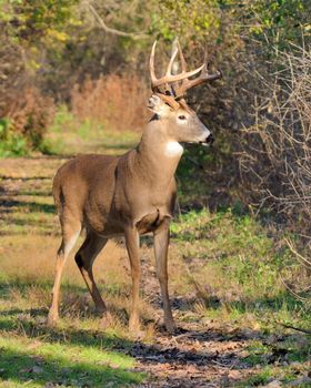 Whitetail Deer Buck standing on a path in the woods.
