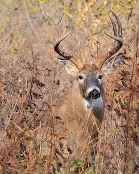 Whitetail Deer Buck closeup standing in a field.