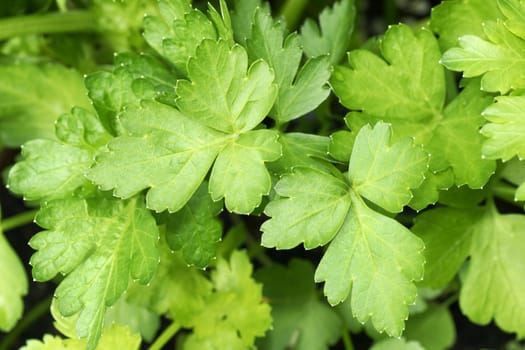 Growing flat or Italian parsley inthe garden: beautiful lush green leaves of the aromatic herb.