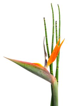 Indigenous decorative evergreen plant of a Strelitzia Reginae and reed, crane flower or bird of paradise, isolated on white background