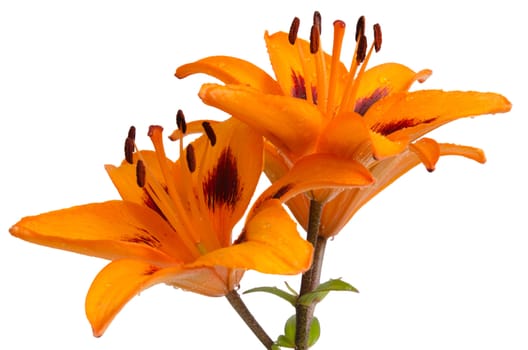 Beautiful orange lilies isolated on white background.
