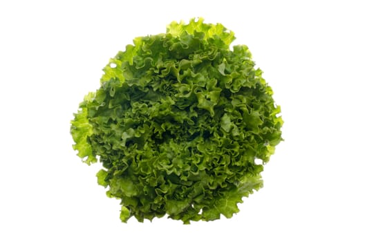 Green lettuce isolated on white background.