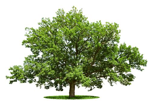 The big tree - oak is isolated on a white background
