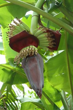 Banana flower growing on tree