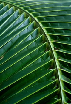 green fresh leaf of coconut background