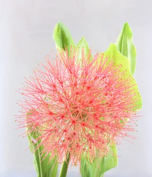 Powder puff lily or Haemanthus multiflorus (Tratt.) Martyn on white background