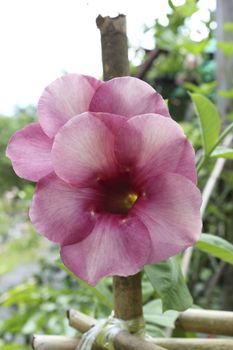 Purple Bignonia Flower or Saritaea magnifica Duyand