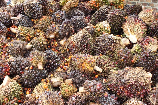 Background of Palm Oil Fruits on the floor at Thailand