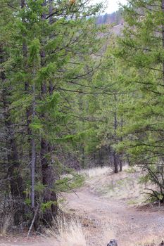 Mountain trail amongst springtime trees and grass