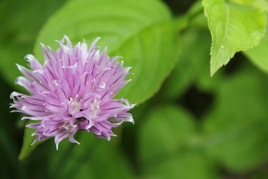 Blooming chive plant with purple flower, Allium schoenoprasum