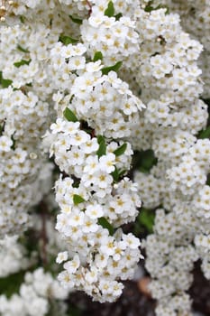 Small bunches of white yarrow flowers, achillea millefolium