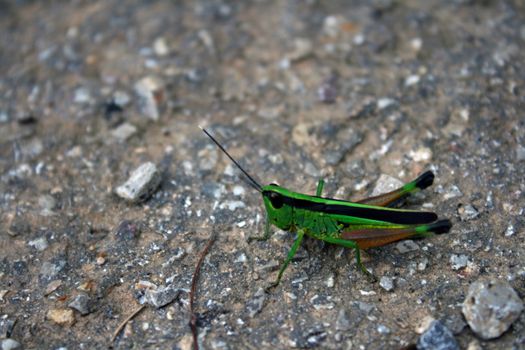 The green grasshopper sits on road