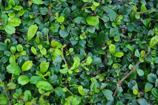 Fresh green leaves for background