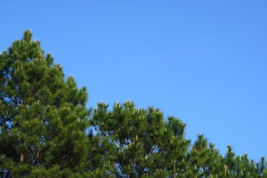 Pine tree and blue sky