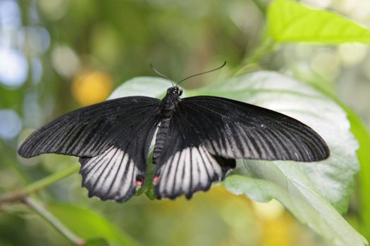 close up photo of a beautiful butterfly