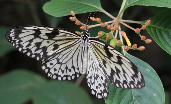 close up photo of a beautiful butterfly