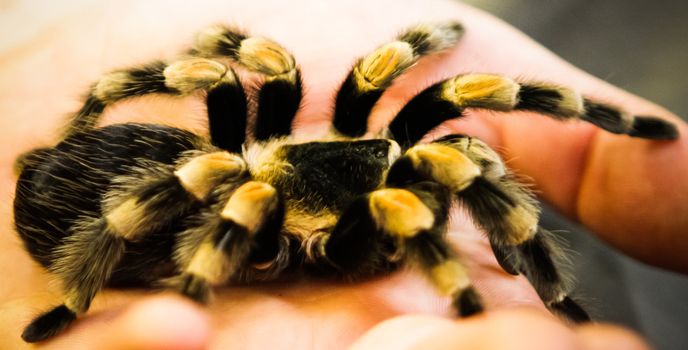 poisonous black and yellow spider tarantula in small hands