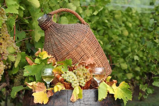 white wine and grape vineyard