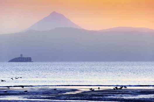 Birds on the bank of silent ocean at coast kamchatka
