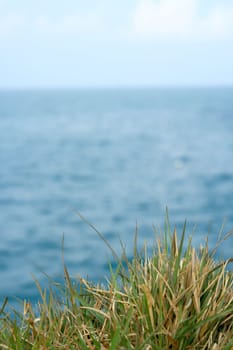 Green grass on sea background