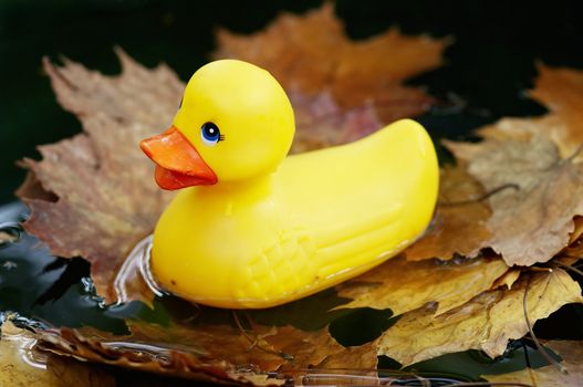 Detail of the yellow plastic duck on the water