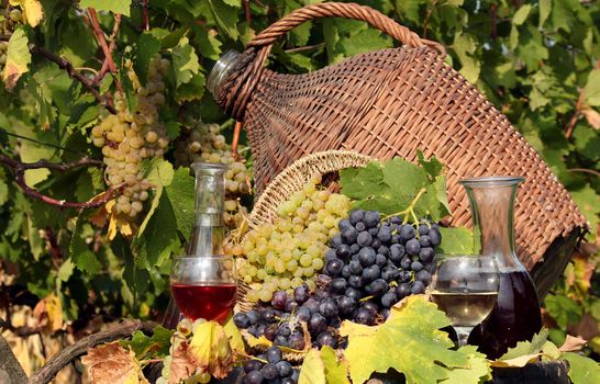 vineyard red and white wine