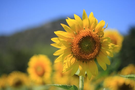 Beautiful sunflowers in the field