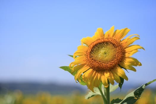 Beautiful sunflowers in the field