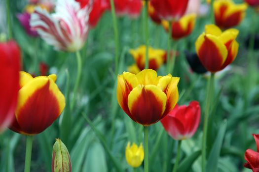 Tulips in full bloom