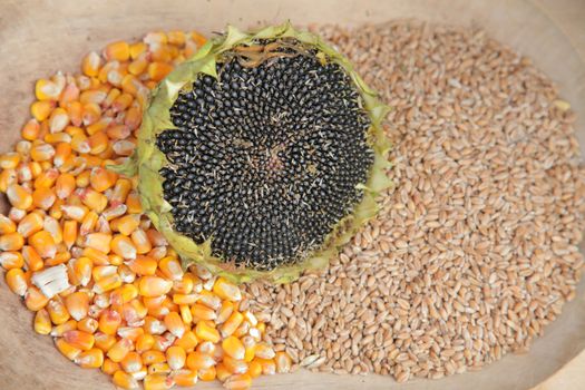 Different kinds of grains close up