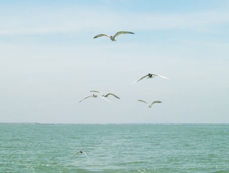 Seagulls flock flying on blue sky