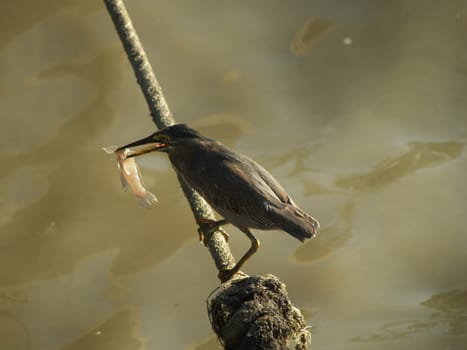 Chinese pond heron eat fish, mangrove forest , Thailand