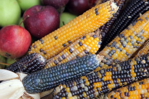 Bushel of apples with colorful Indian corn