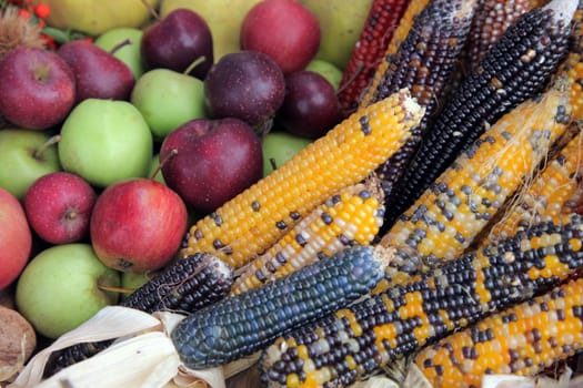 Bushel of apples with colorful Indian corn