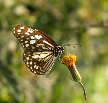 Butterfly feeding on little flower