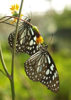 Butterfly feeding on little flower