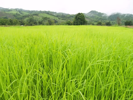 Beautiful rice field green meadow