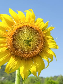 Beautiful sunflowers in the field