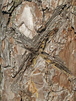 Cross symbol in the tree