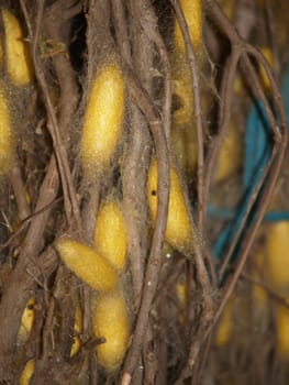 Yellow cocoons made by the silkworm