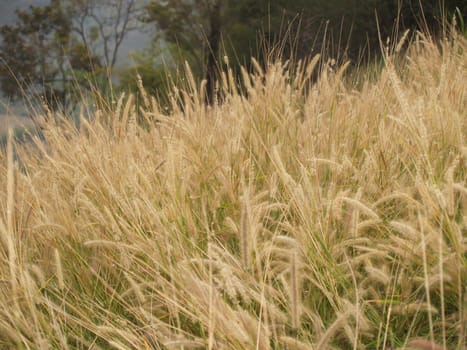 Close up yellow bulrush in mountain