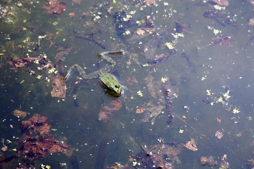 Green frog in water
