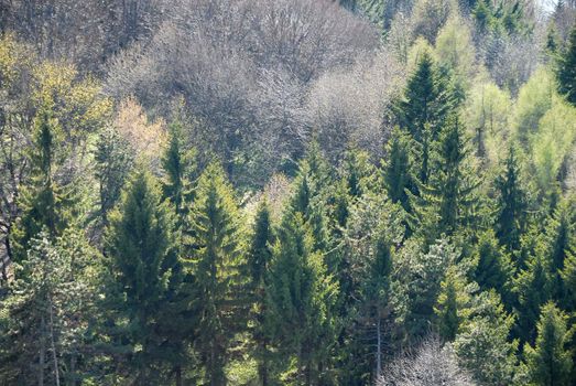 green forest trees landscape abstract natural background