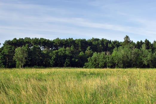Field near the forest.