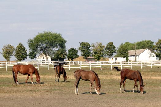horse farm with horses and foals