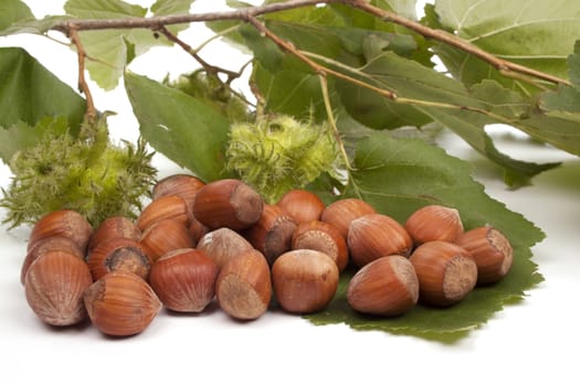 hazelnut - also known as cobnut or filbert 