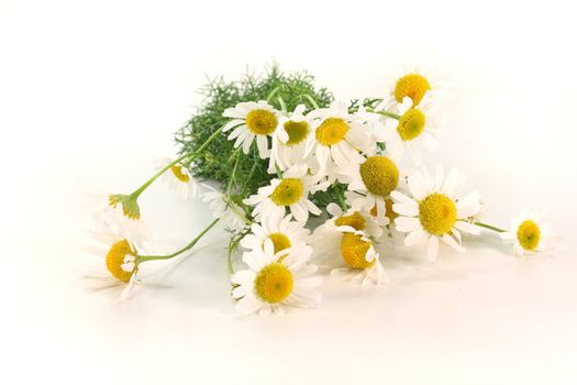 a bouquet of fresh chamomile flowers on a white background