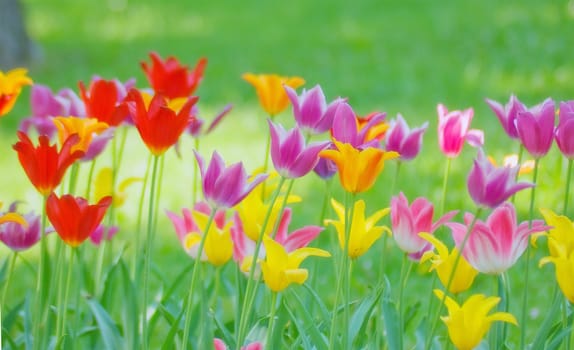 Red Orange Yellow Tulips flower shot from below close up with tulip background pattern 